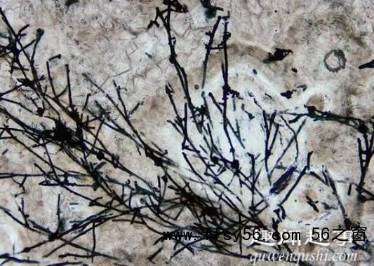 贵州发现6.3亿年前生物 背后真相实在让人惊愕