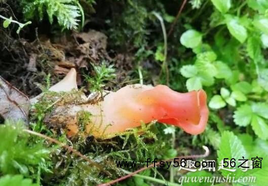 贵州发现6.3亿年前生物 背后真相实在让人惊愕