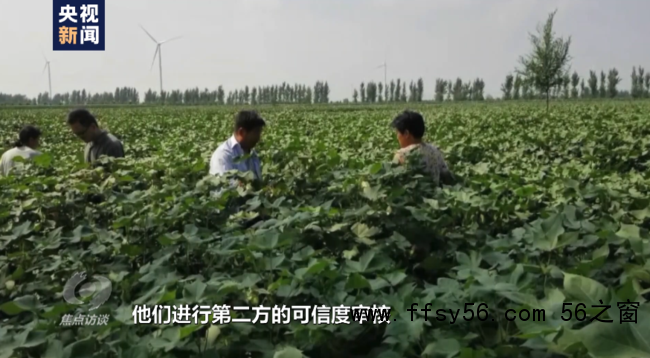 白棉花为何上了&ldquo;黑名单&rdquo;？记者前往新疆进行调查