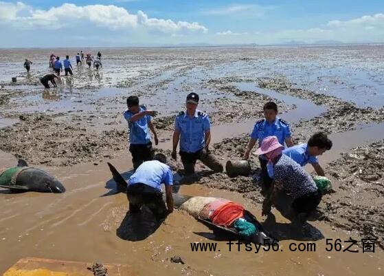9头搁浅瓜头鲸已被救起 内幕曝光简直惊个呆