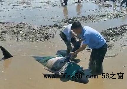 9头搁浅瓜头鲸已被救起 背后真相实在让人惊愕